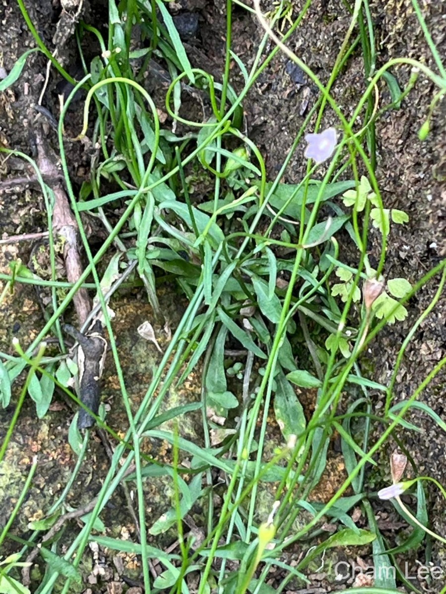 Wahlenbergia marginata (Thunb.) A.DC.